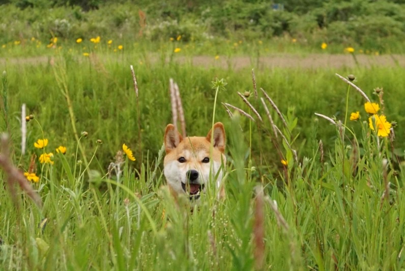 呼んだ？