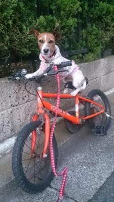 自転車のサイズ間違えてませんかぁ～⁉️