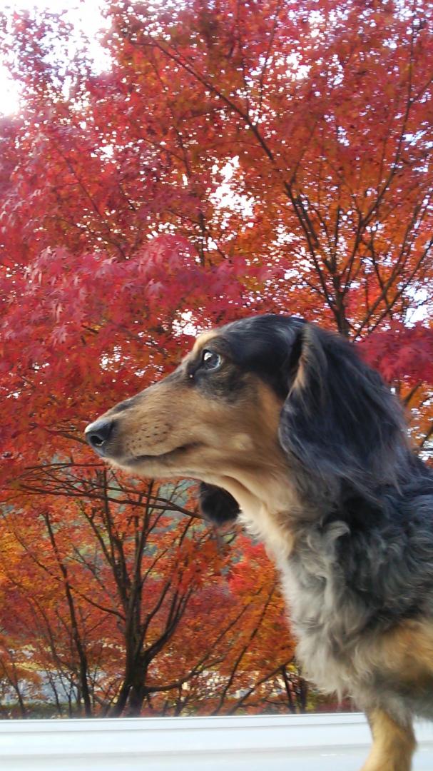 紅葉の秋