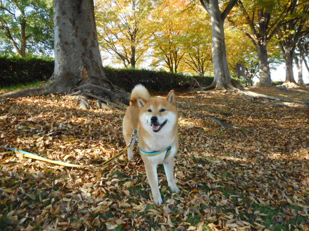 麦太郎の秋