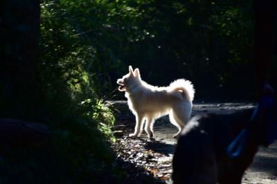 犬登山