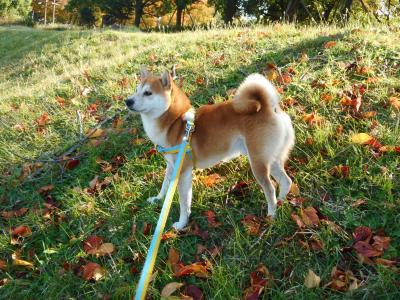 優しい風の秋
