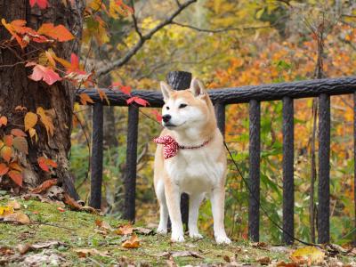 日本の秋