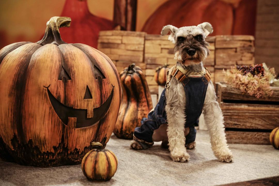 ハロウィンでおすまし