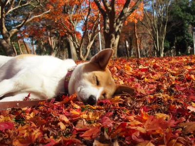 秋は、あったか落ち葉で寝るぅぅぅ~♪