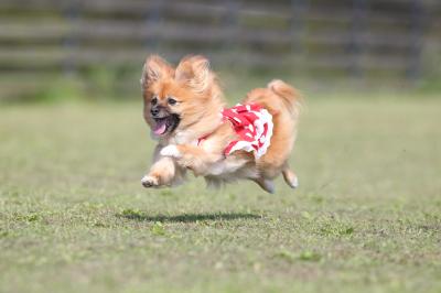 空を飛ぶ秋