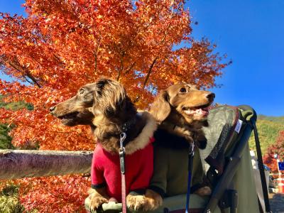 青空と真っ赤な紅葉