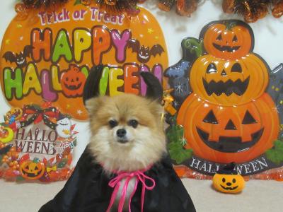 「ハッピーハロウィン　2017」の秋