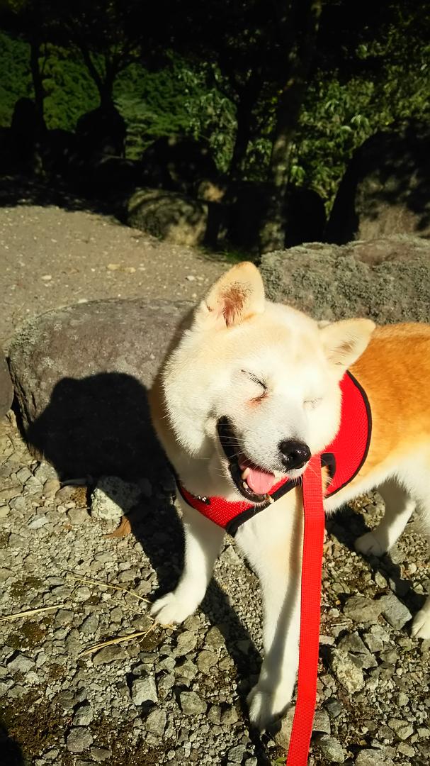 行楽の秋