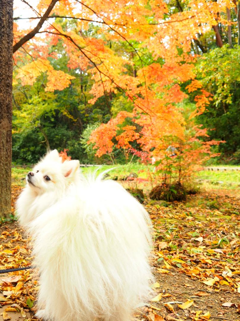 紅葉とモフモフ