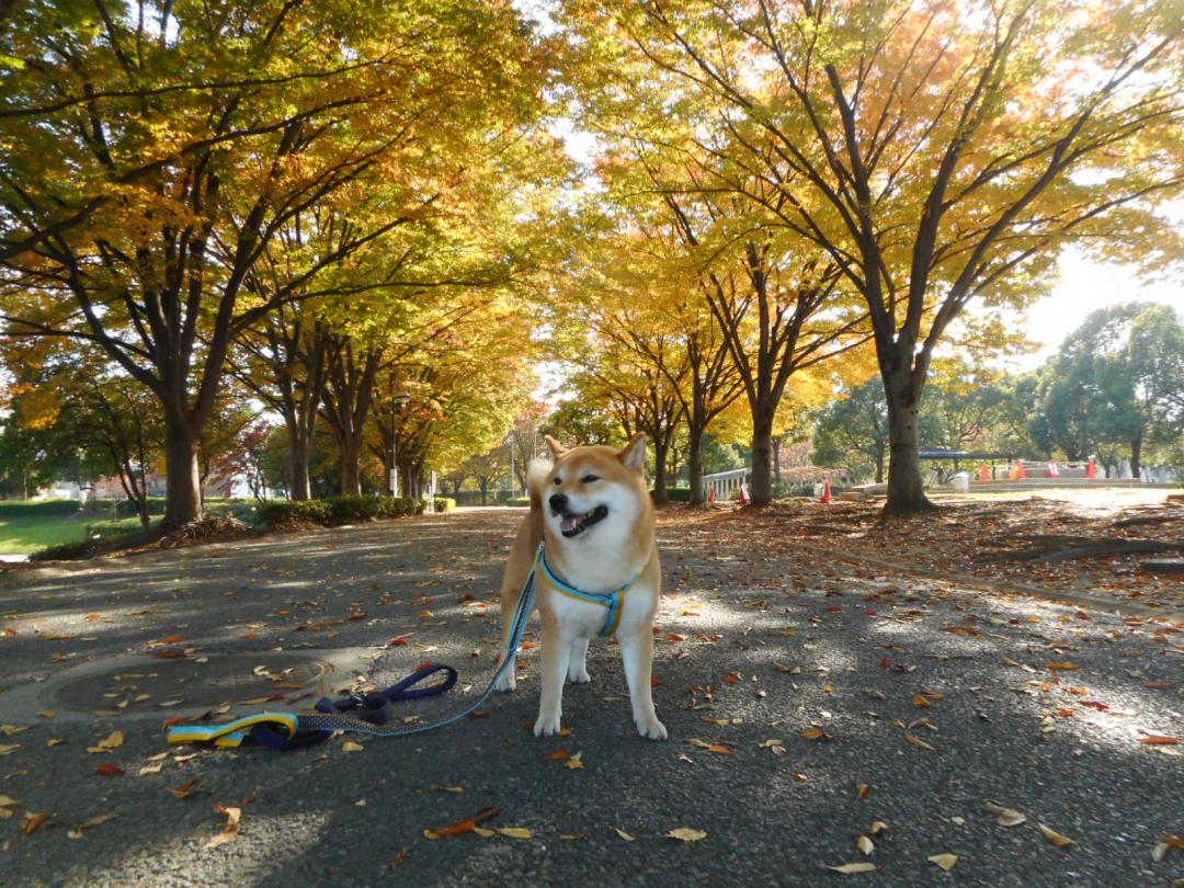 犬も色ずく秋