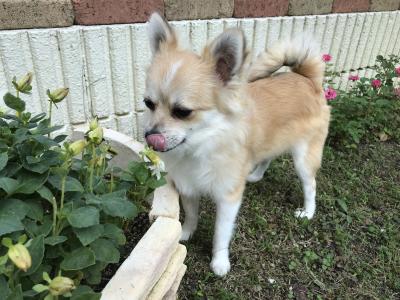 食欲の秋？花も食べ物？僕まだ5カ月だもん！