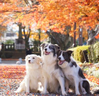 紅葉の秋