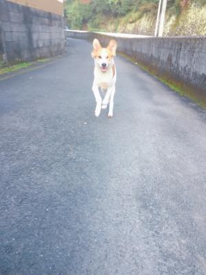 オイラ片目犬