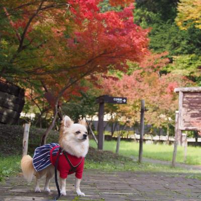 紅葉狩り～行楽の秋
