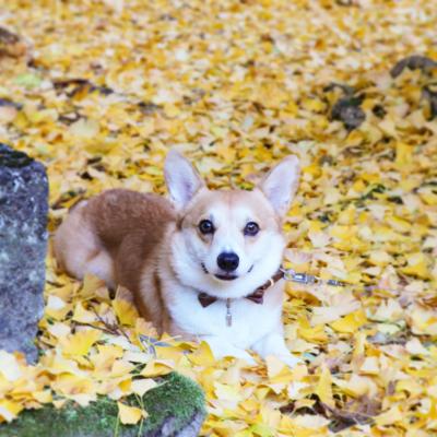 黄里の秋