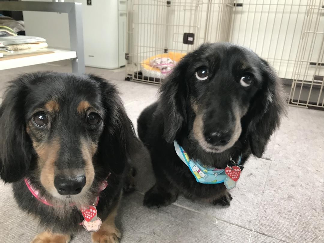 2人仲良し☆ご飯の事気にして上の空な秋