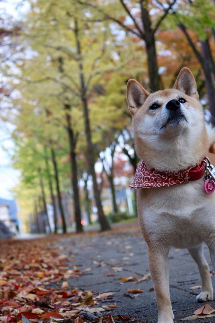 忠実ももちゃん、食欲にはかなわないんだなぁ～