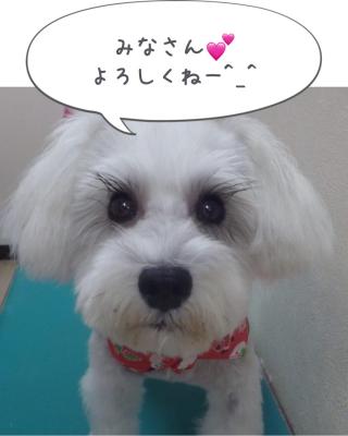 ロビンです