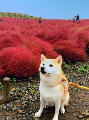 コキアと柴犬の秋