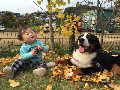 イチョウの木の下で