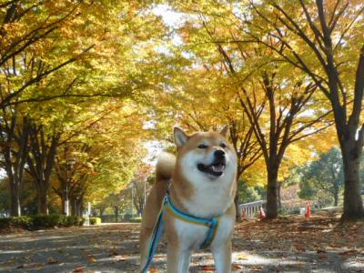 僕のこれからの秋