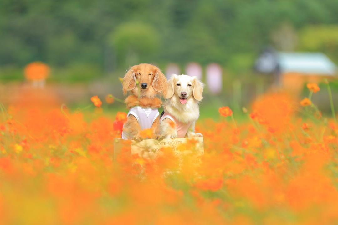 コスモスに包まれて