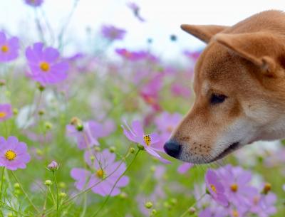 花より団子な秋