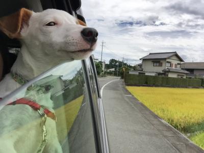 おでかけの秋 たそがれの秋