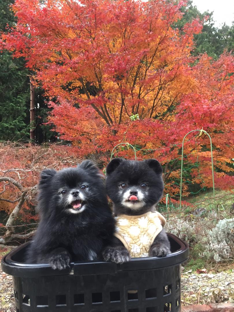 こぐま捕獲❣️の秋