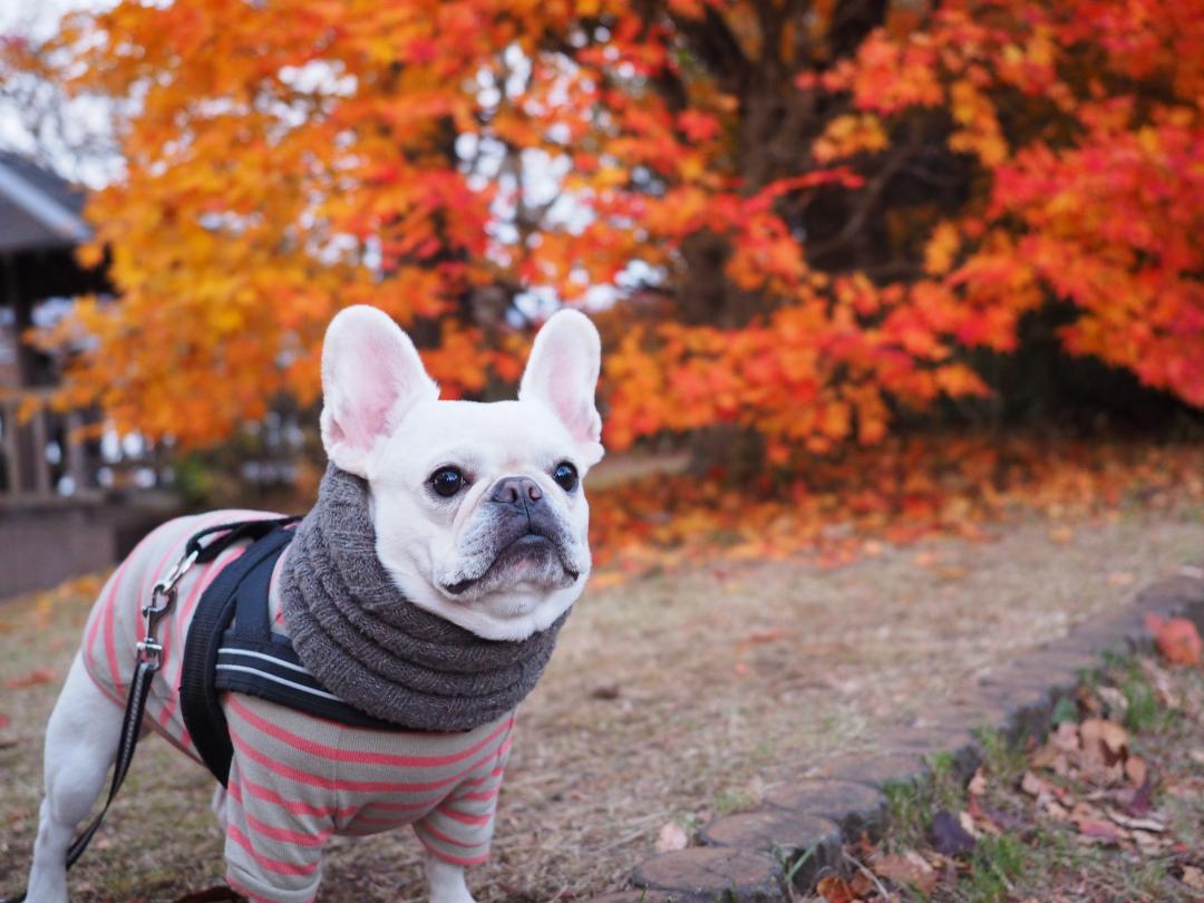 紅葉の秋