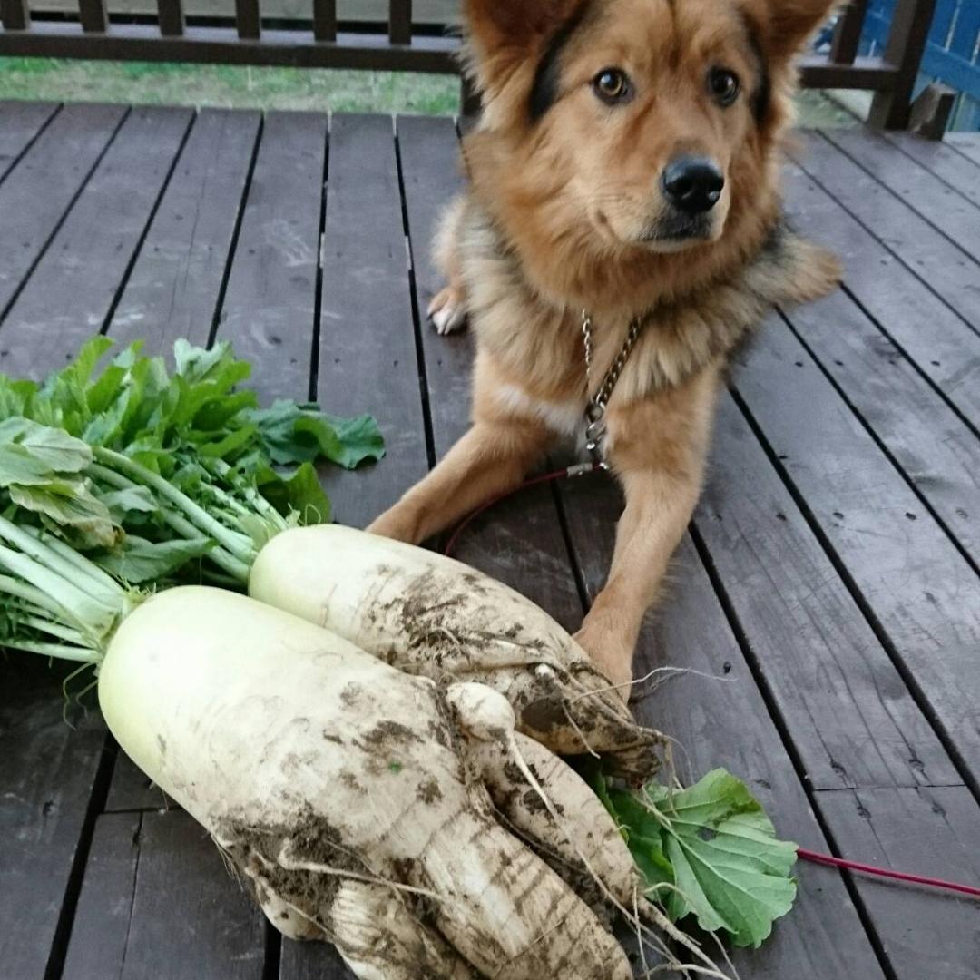 食欲の秋