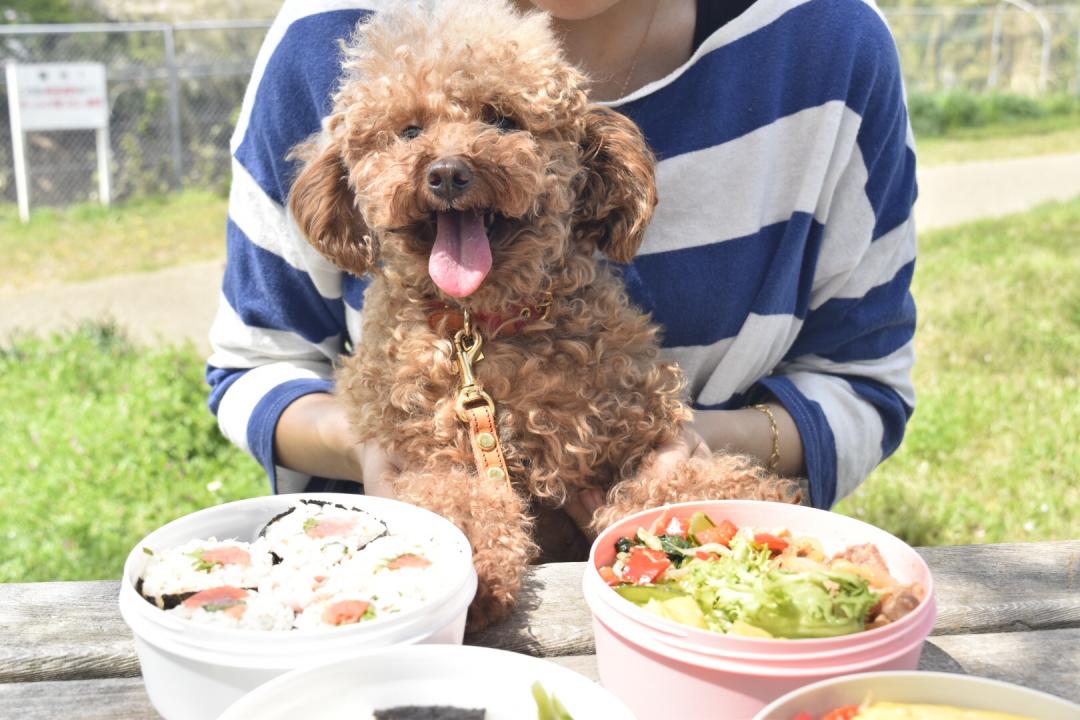 ティナとお弁当の食欲の秋