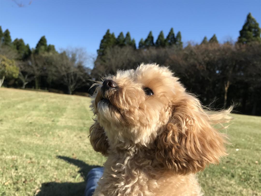 ちょっぴり感傷的な秋