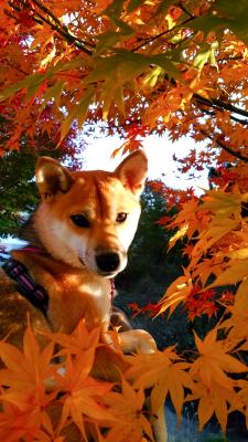 紅葉狩りな秋