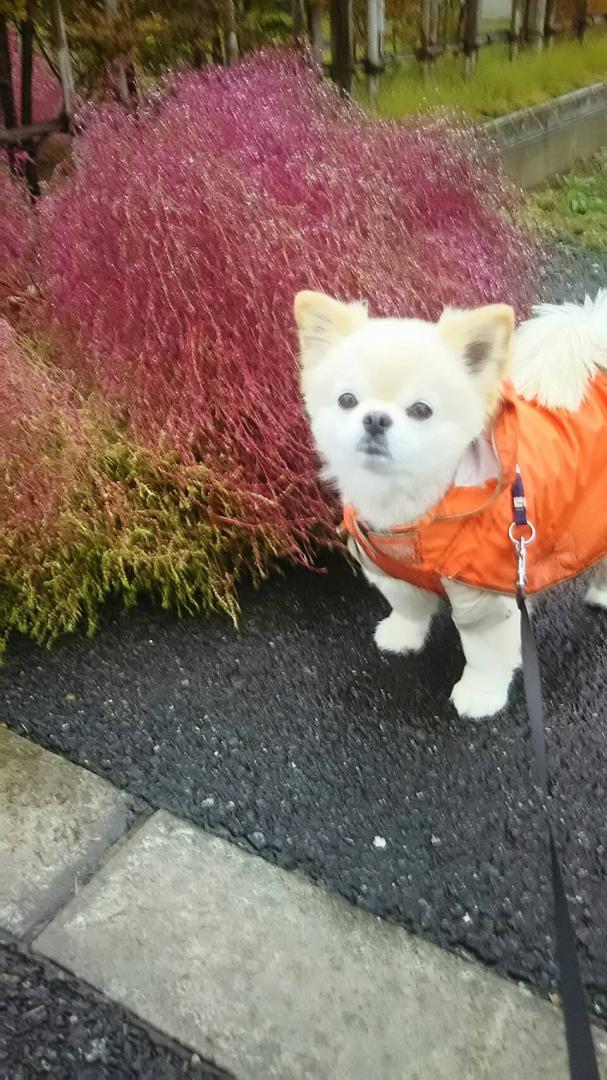 秋の長雨