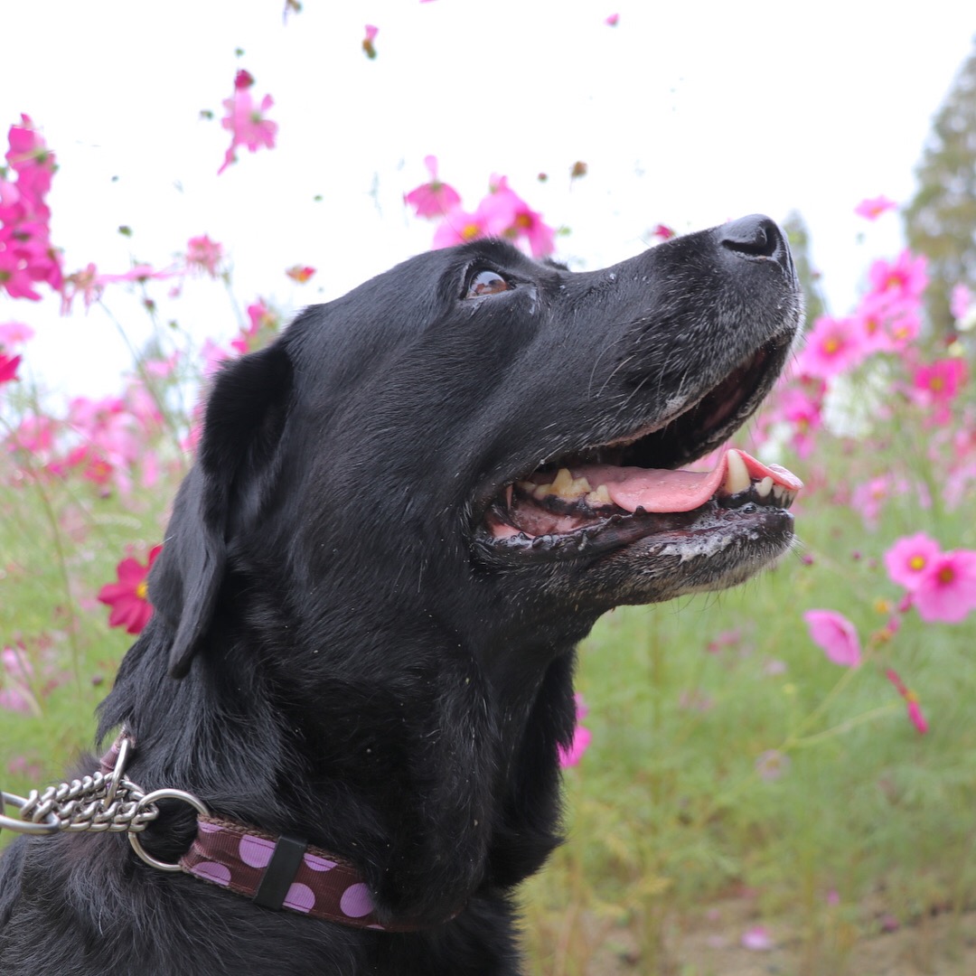 秋桜畑でキラキラ笑顔の秋