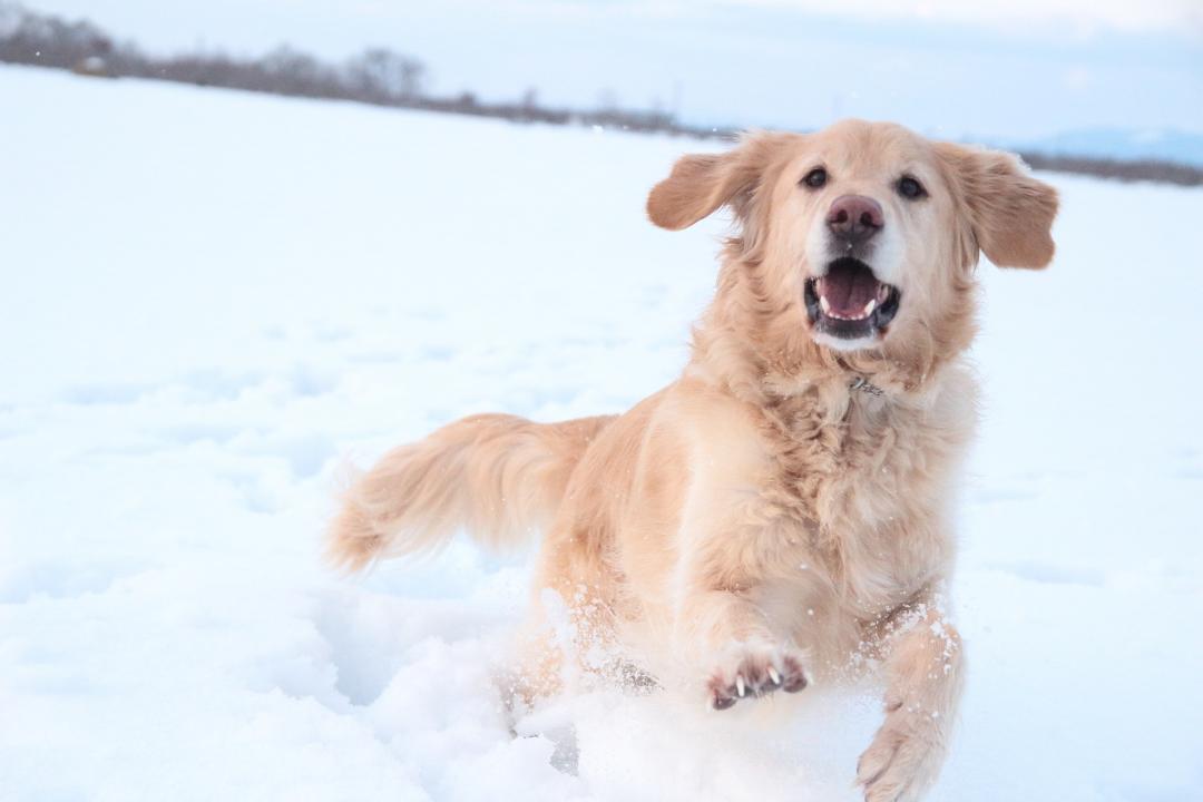 雪エンジョイ♪