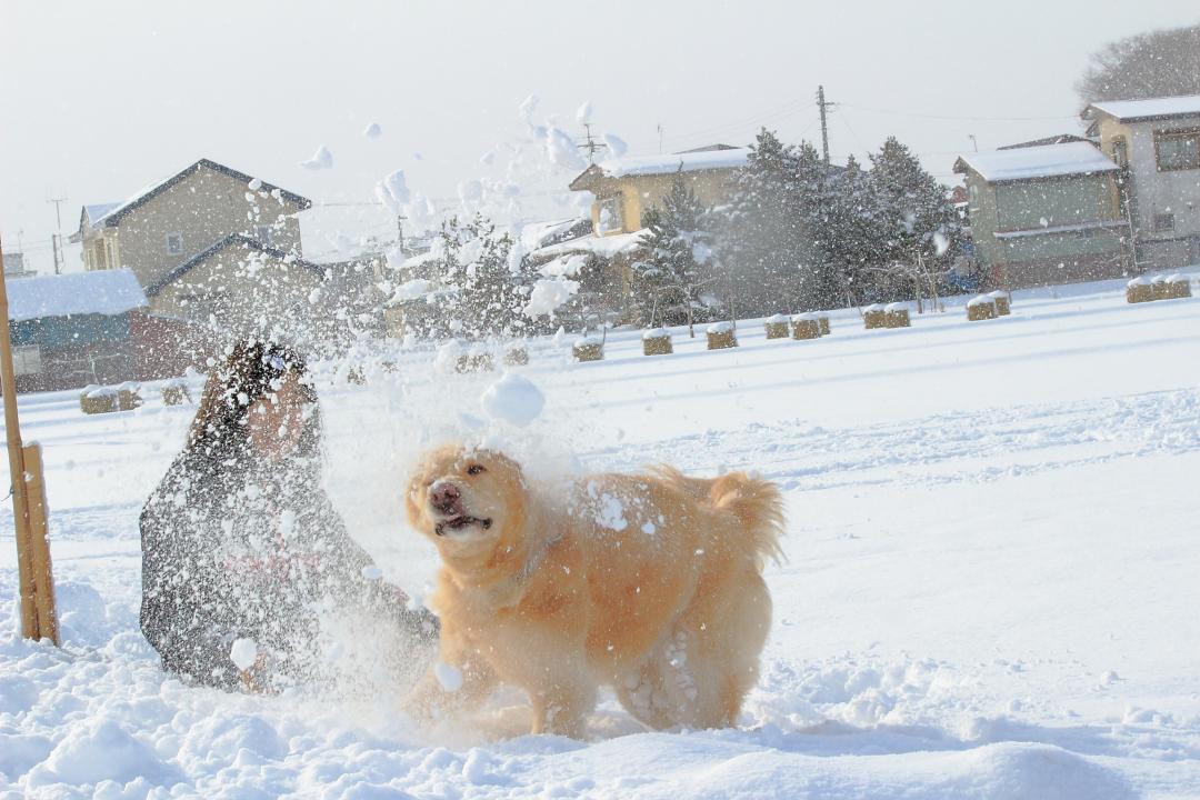 雪の花