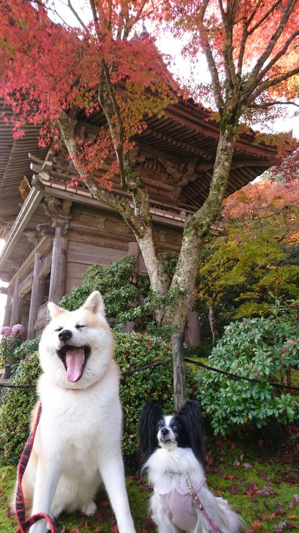 紅葉の下で熱唱♪