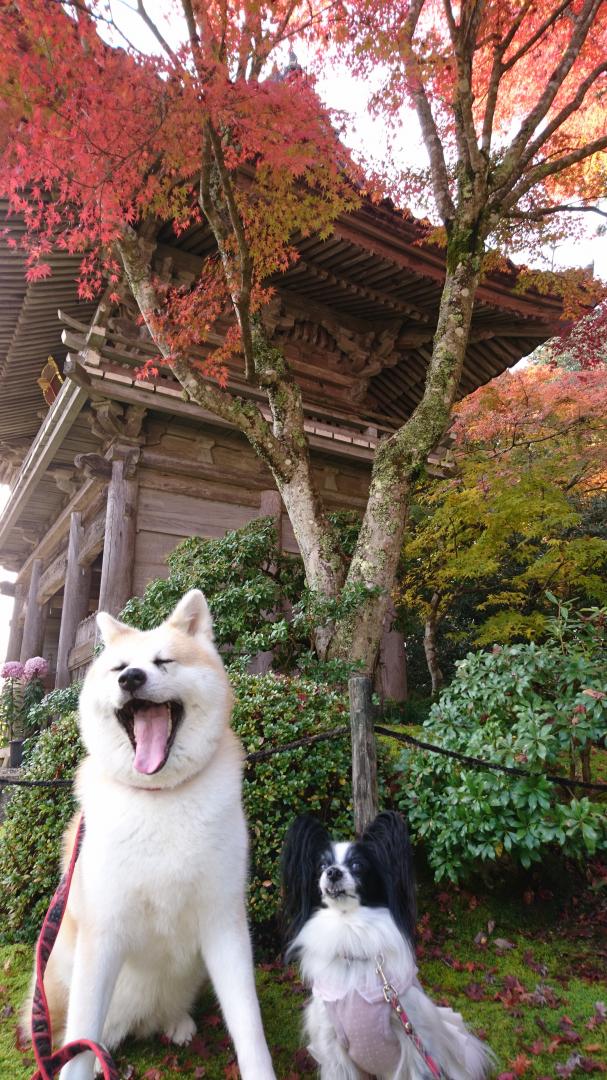 紅葉の下で熱唱♪