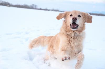 雪エンジョイ♪