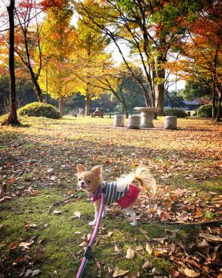 紅葉が綺麗な北の丸公園へのお出掛け