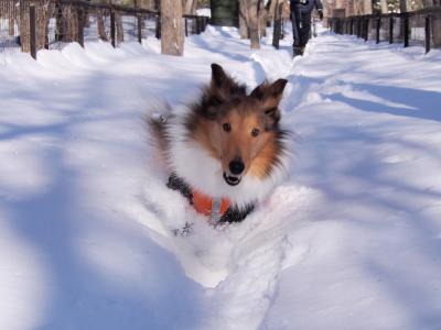 ドッグランで雪遊び～♪