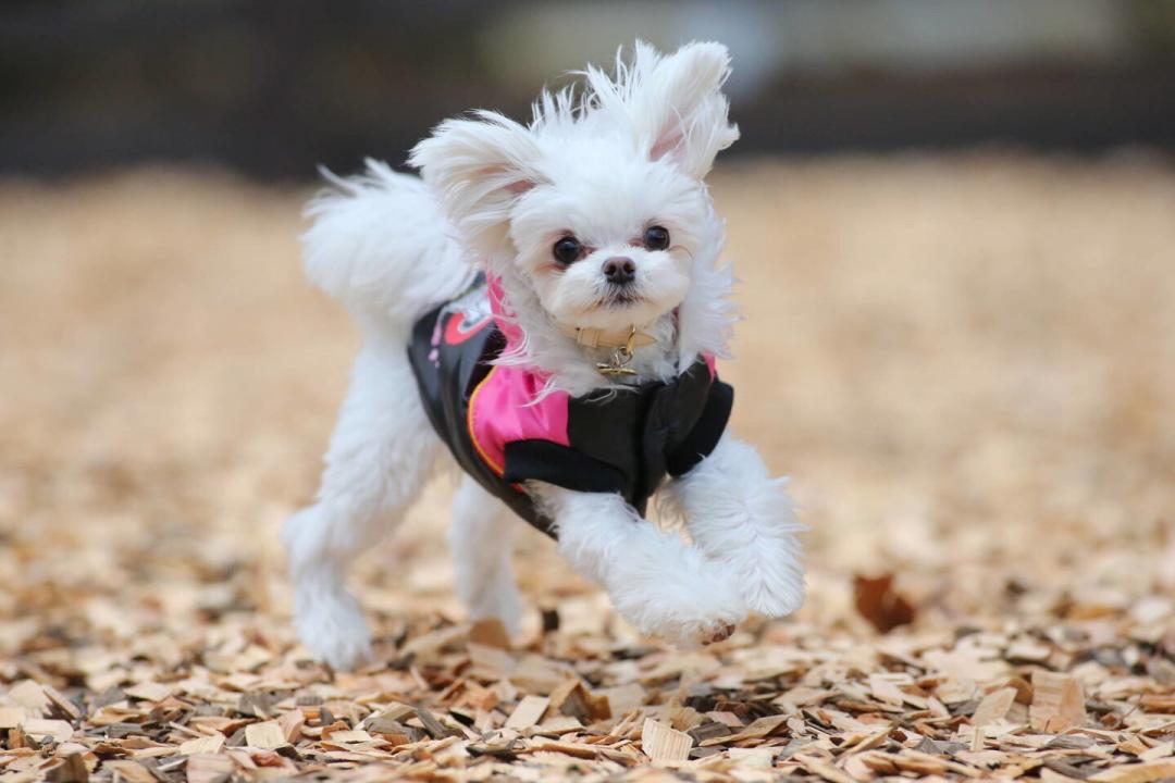 飛行犬ならぬ飛行ウサギ？！