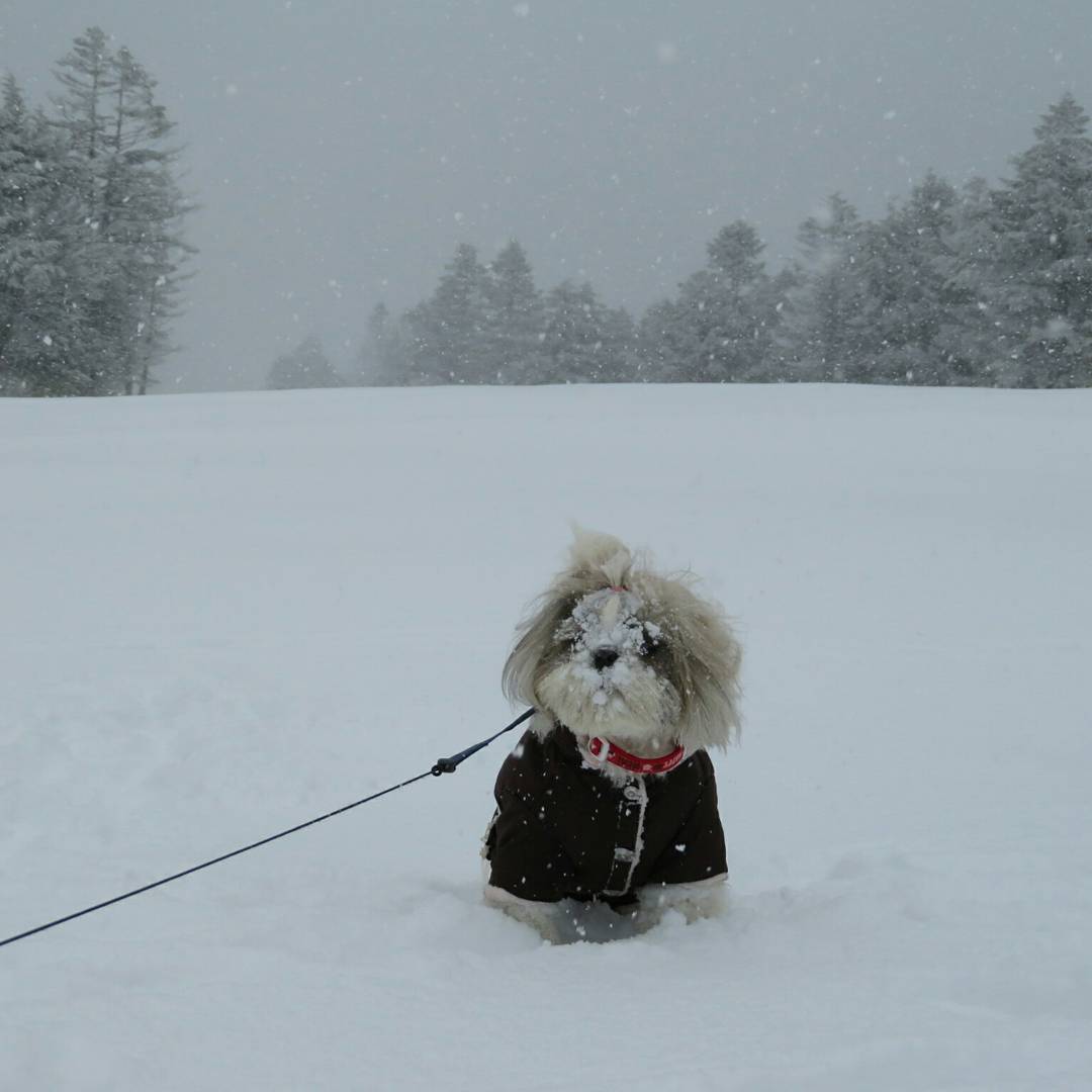 雪ん子