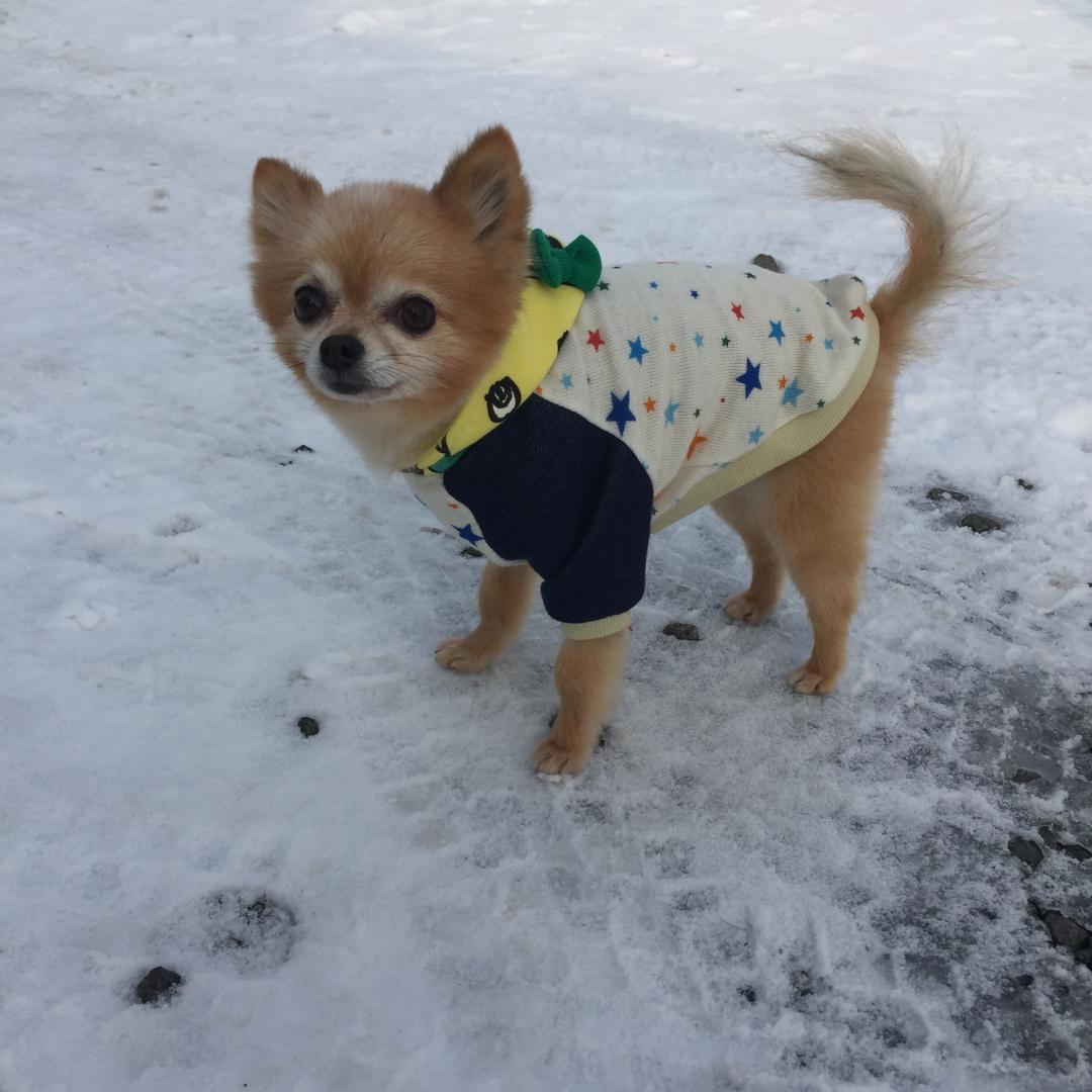 まさかの雪！