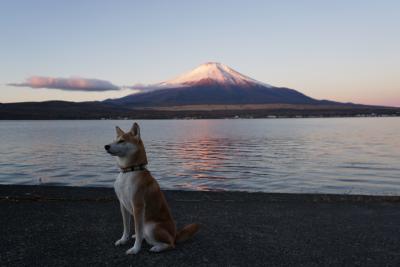 朝焼けの富士と犬