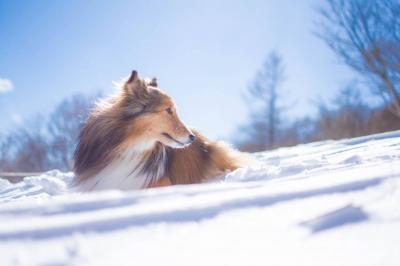 大雪！