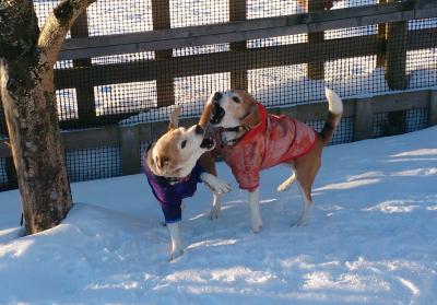 雪だとテンション上がるわ～(*´﹀`*)